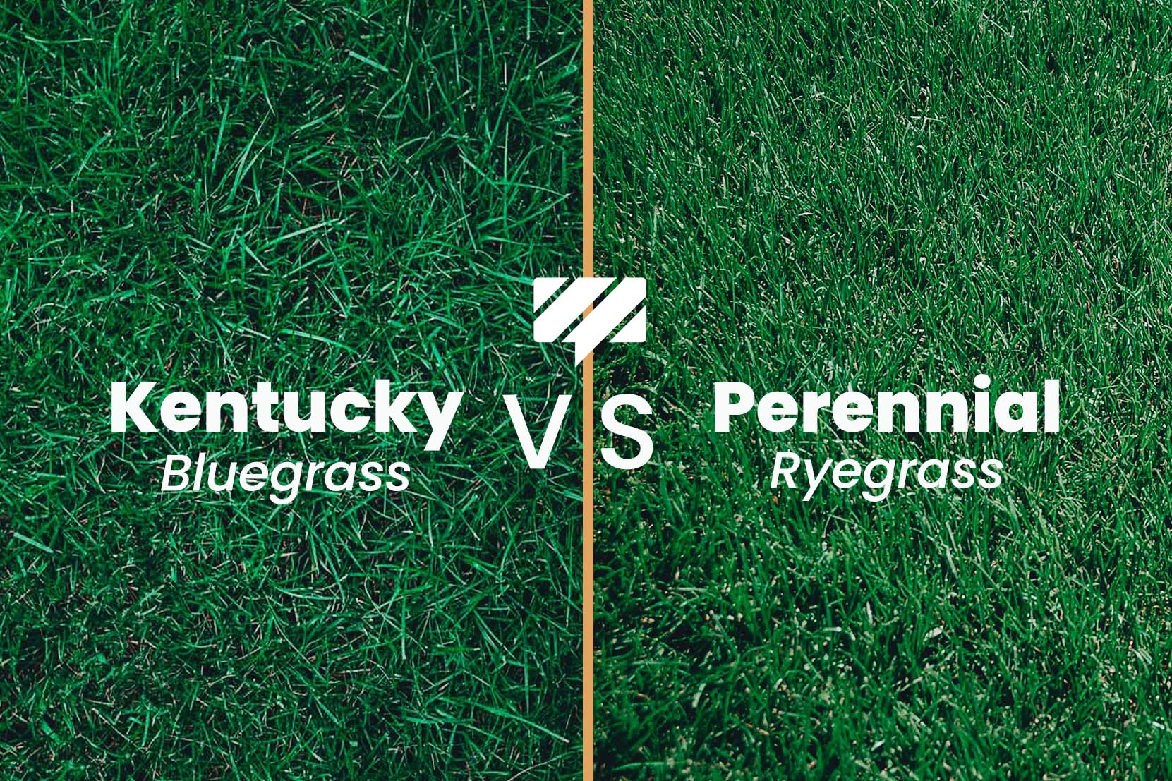 Kentucky Bluegrass Vs Perennial Ryegrass Choosing The Right Lawn Grass Lawn Language